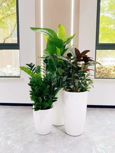 探秘宁波江北绿化养护，优质服务让人眼前一亮！