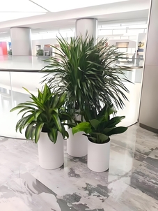 揭秘宁波前湾花卉出租价格，超乎想象！